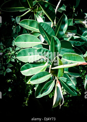 Rubber Tree, Ficus elastica Stock Photo