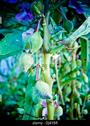 Seeds of Impatiens balsamina L, Balsam Stock Photo