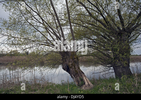 Salix viminalis, Common Osier Stock Photo