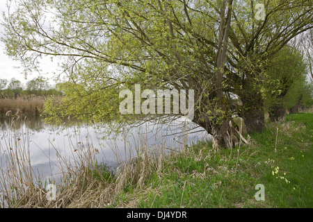 Salix viminalis, Common Osier Stock Photo