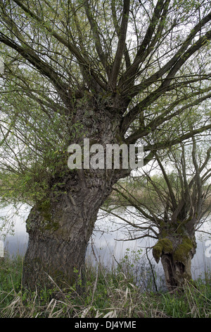 Salix viminalis, Common Osier Stock Photo