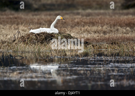 Nesting Whooper Swan Stock Photo