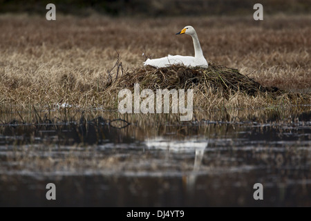 Nesting Whooper Swan in Lapland Stock Photo