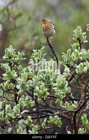 Red-throated Pipit, Anthus cervinus Stock Photo