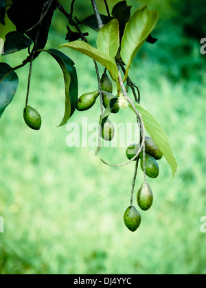 Terminalia chebula, Chebulic Myrobalan, Abhaya, Harada, Medicinal Plant, Chiplun, Ratnagiri, Maharashtra, India Stock Photo