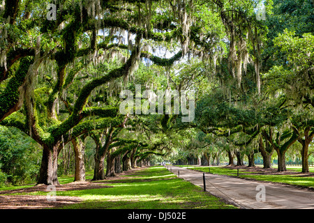 Avenue of Oaks at Boone Hall Plantation in Charleston, South Carolina Stock Photo