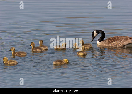 canada goose geese baby birds Stock Photo