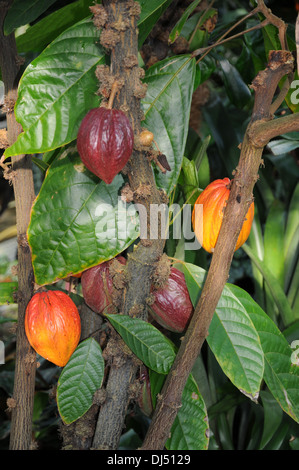 Cacao Tree Stock Photo