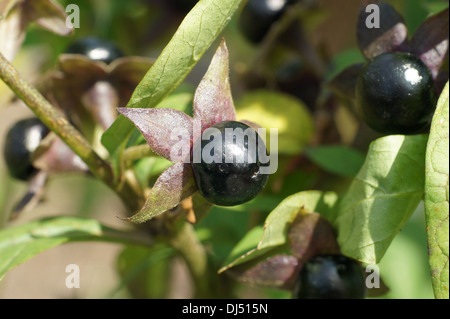 Deadly Nightshade Stock Photo