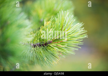 Detail of pine tree in forest, branch with green needles Stock Photo