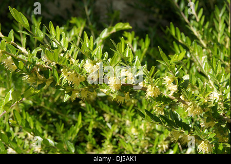 Boxleaf Honeysuckle Stock Photo