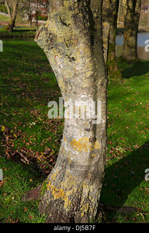 Close up of Lichen growing on bark of silver birch in autumn England UK United Kingdom GB Great Britain