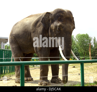 elephant in zoo Stock Photo