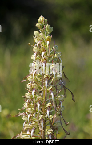 Lizard Orchid Stock Photo