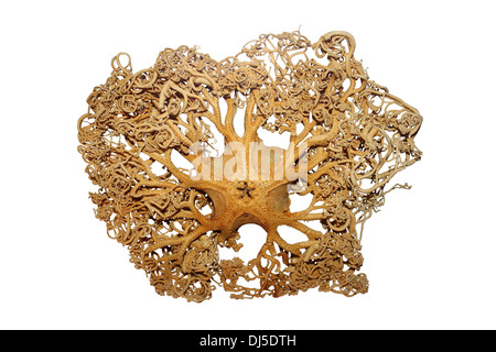 Basket Star Cut-out Stock Photo