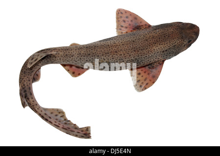 Lesser Spotted Dogfish (a.k.a. Small-spotted Catshark) Scyliorhinus canicula Top View Stock Photo