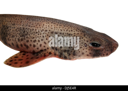 Lesser Spotted Dogfish (a.k.a. Small-spotted Catshark) Scyliorhinus canicula Head In Close-up Stock Photo