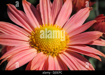 close up of red chrysanthemum Stock Photo