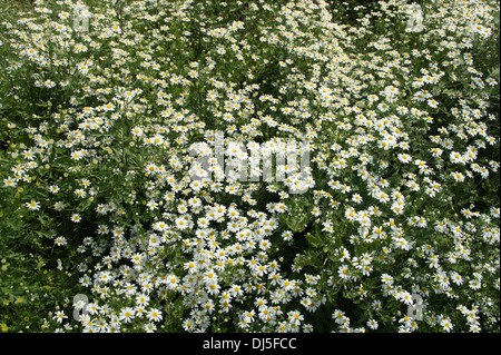Feverfew Stock Photo