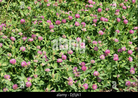 Zigzag Clover Stock Photo