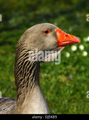 Toulouse goose with dewlap Stock Photo - Alamy