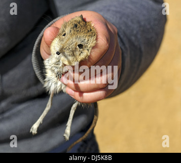 round-eared elephant shrew Stock Photo