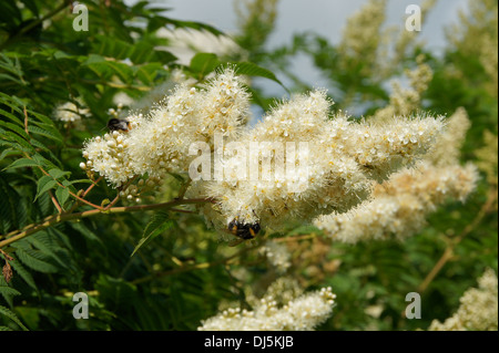 False Spirea Stock Photo