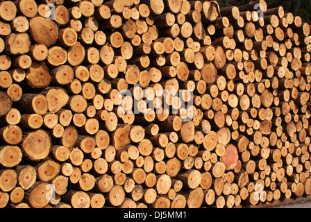 Spruce Stock Photo