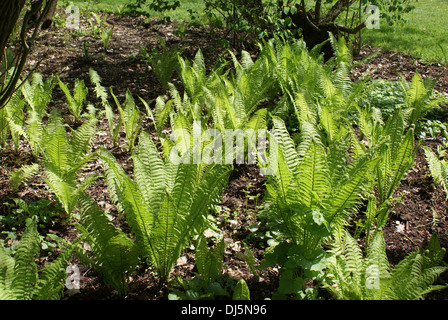 Fern Stock Photo