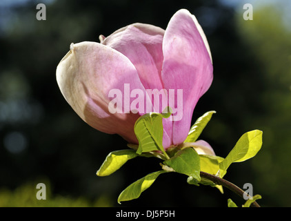 Magnolia blossom in spring Stock Photo