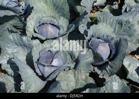 Red cabbage Stock Photo