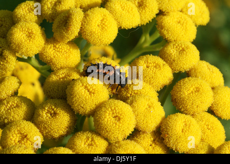 Tansy Stock Photo