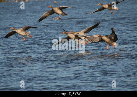 Greylag geese (Anser Anser) in flight, touching down on water Stock Photo