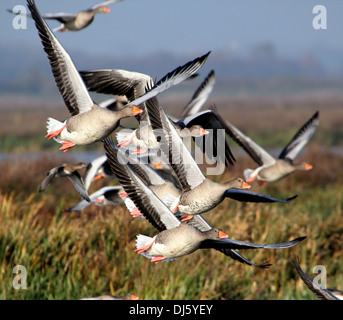 Large flock of Greylag geese (Anser Anser) in flight in wetland area Stock Photo