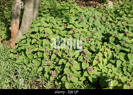 Orvala Lamium, Dead Nettle Large-flowered Stock Photo