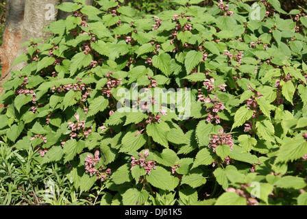 Orvala Lamium, Dead Nettle Large-flowered Stock Photo