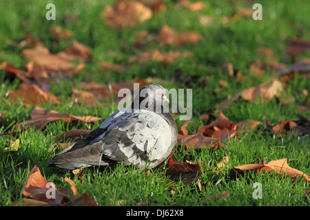 A feral pigeon sits amongst autumn leaves on grass sunbathing, basking in the midday sun. Stock Photo