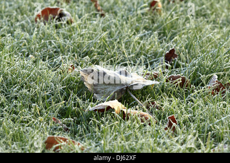 Frosty leaves sit frozen on ice filled grass. Stock Photo