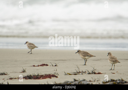 Knots (Calidris canutus), wading birds, feeding by the tide line near the Nare Headland; natural patterns, Cornwall, winter. Stock Photo