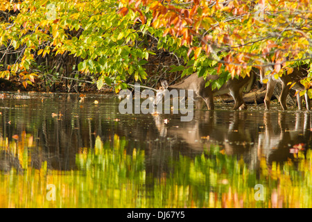 An early morning doe-Whitetail deer (Odocoileus virginianus) reflected in the autumn lake Stock Photo