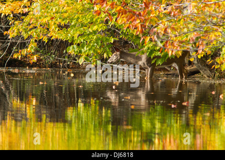An early morning doe-Whitetail deer (Odocoileus virginianus) reflected in the autumn lake Stock Photo