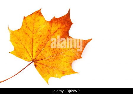 Sycamore leaf on a white background Stock Photo