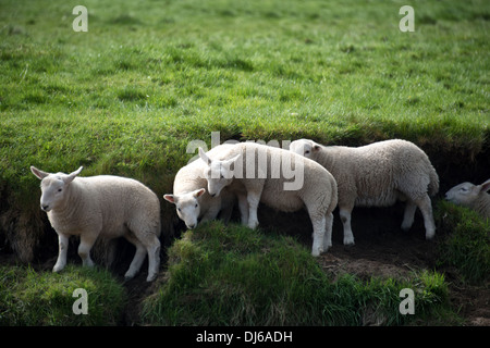 Five young lambs. playing in the paddock. Stock Photo