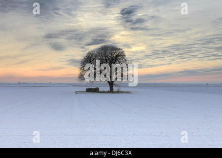 A Hoare frost winter scene over a single tree in Fenland fields near March town, Fenland, Cambridgeshire, England; Britain; UK Stock Photo