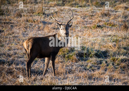 Scottish red deer stag in early morning light