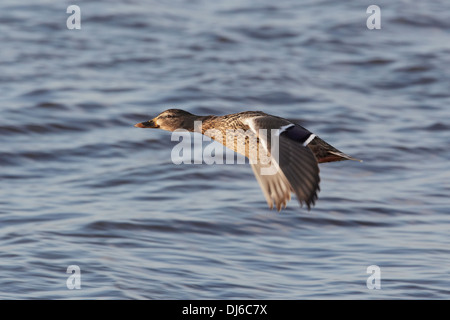 Female mallard (Anas platyrhynchos) flying over lake