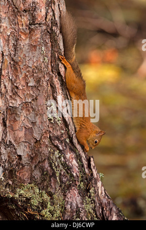 Eurasian red squirrel, Sciurus vulgaris running down a tree Stock Photo
