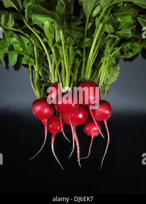 Bunch of fresh radish, artistic food still life isolated on black background Stock Photo
