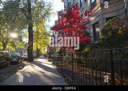 A Japanese maple shows its autumn colors in Boston. Stock Photo