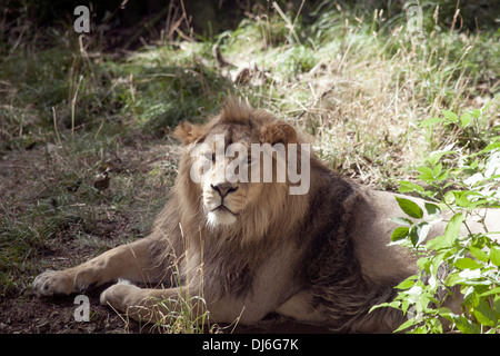 Regal lion male Stock Photo